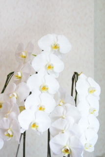 あけましておめでとうございます 4